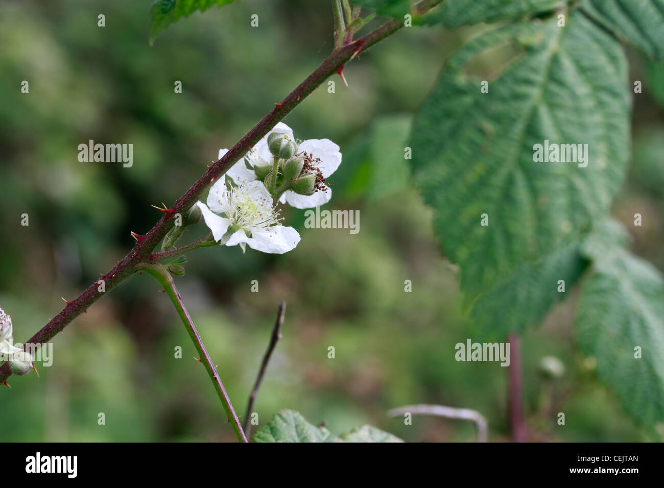 Rebus gattung Fotos und Bildmaterial in hoher Auflösung Alamy