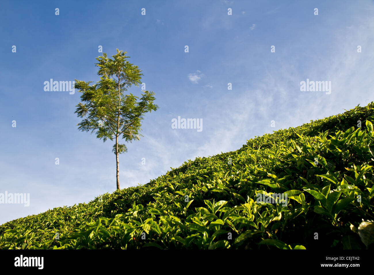 Tee-Details in Munnar, Indien Stockfoto