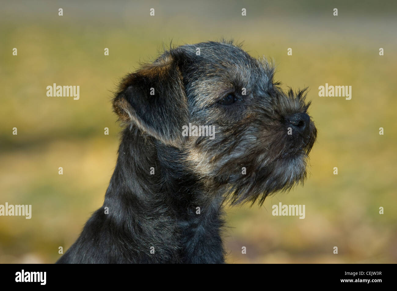 Border Terrier-Kopfschuss Stockfoto