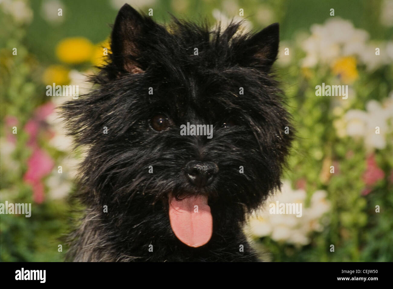 Cairn-Terrier mit Blumen hinter-Kopf Schuss Stockfoto