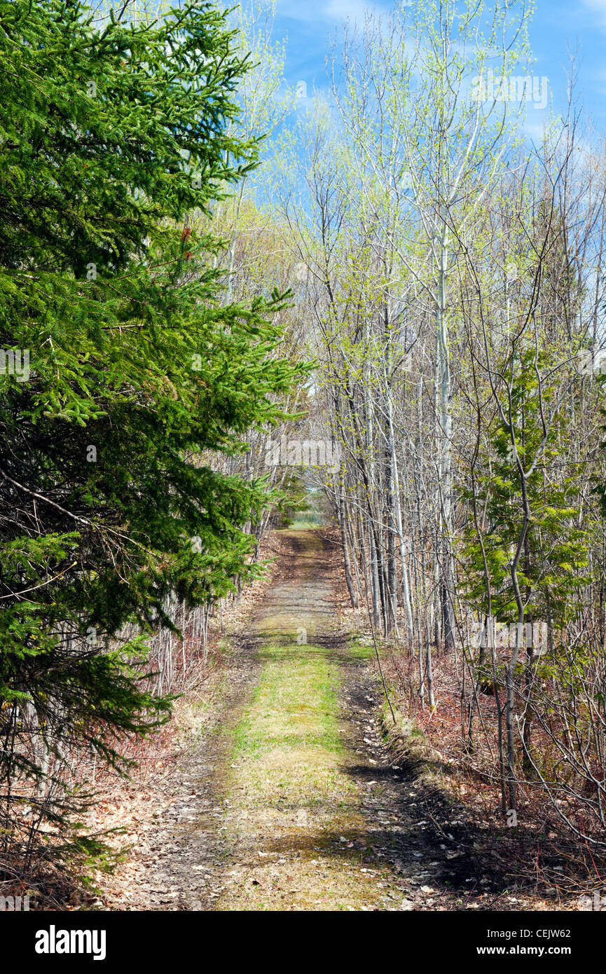 Grasbewachsenen Weg durch einen Wald im Frühjahr. Stockfoto