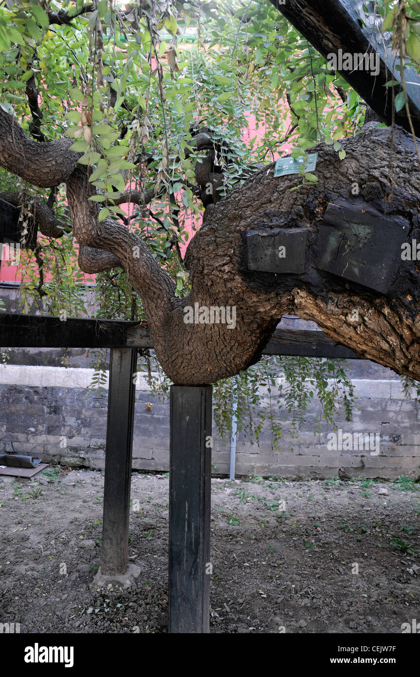 Holzpfosten-Support unterstützt die unterstützende alten alten Baum kaiserlichen Garten Peking china Stockfoto