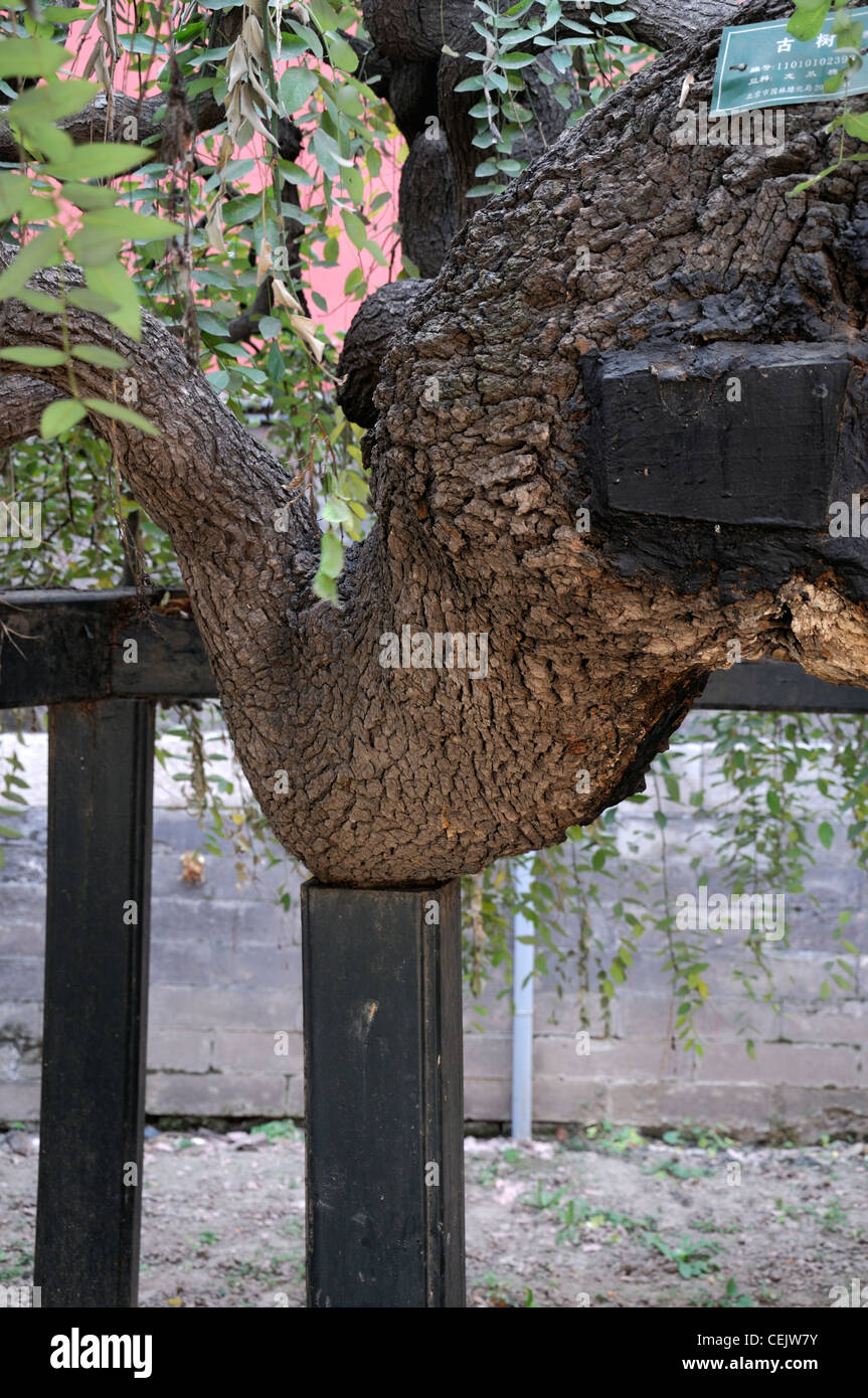 Holzpfosten-Support unterstützt die unterstützende alten alten Baum kaiserlichen Garten Peking china Stockfoto