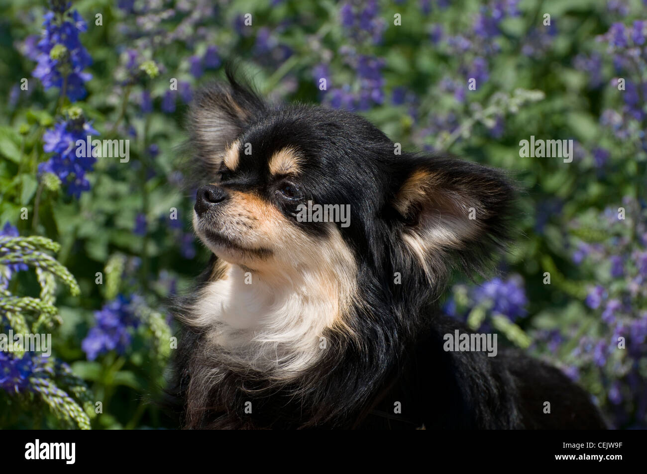 Chihuahua-Kopf geschossen mit Blumen hinter Stockfoto