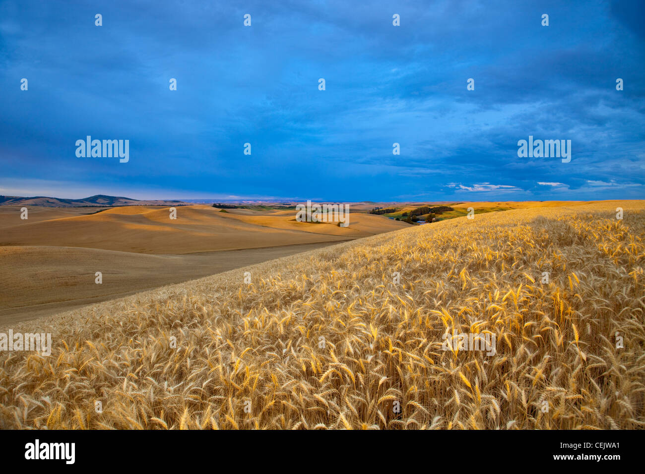 Landwirtschaft - reife Ernte von Gerste im frühen Morgenlicht mit Weizenfeldern im Hintergrund / in der Nähe von Pullman, Washington, USA. Stockfoto