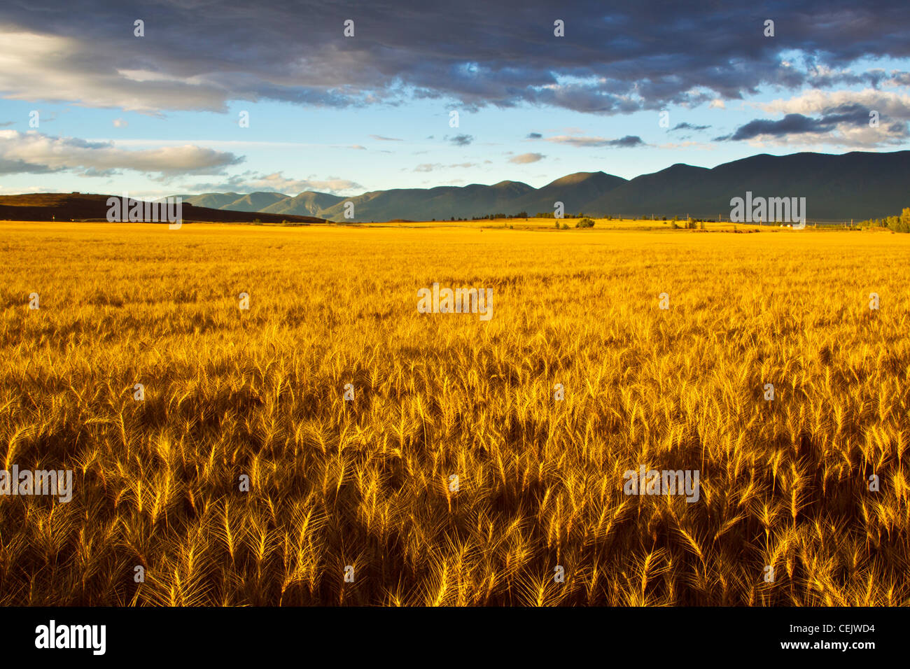 Landwirtschaft - reife Ernte des Weizens im frühen Morgen hell / Mission Valley, in der Nähe von Polson, Montana, USA. Stockfoto