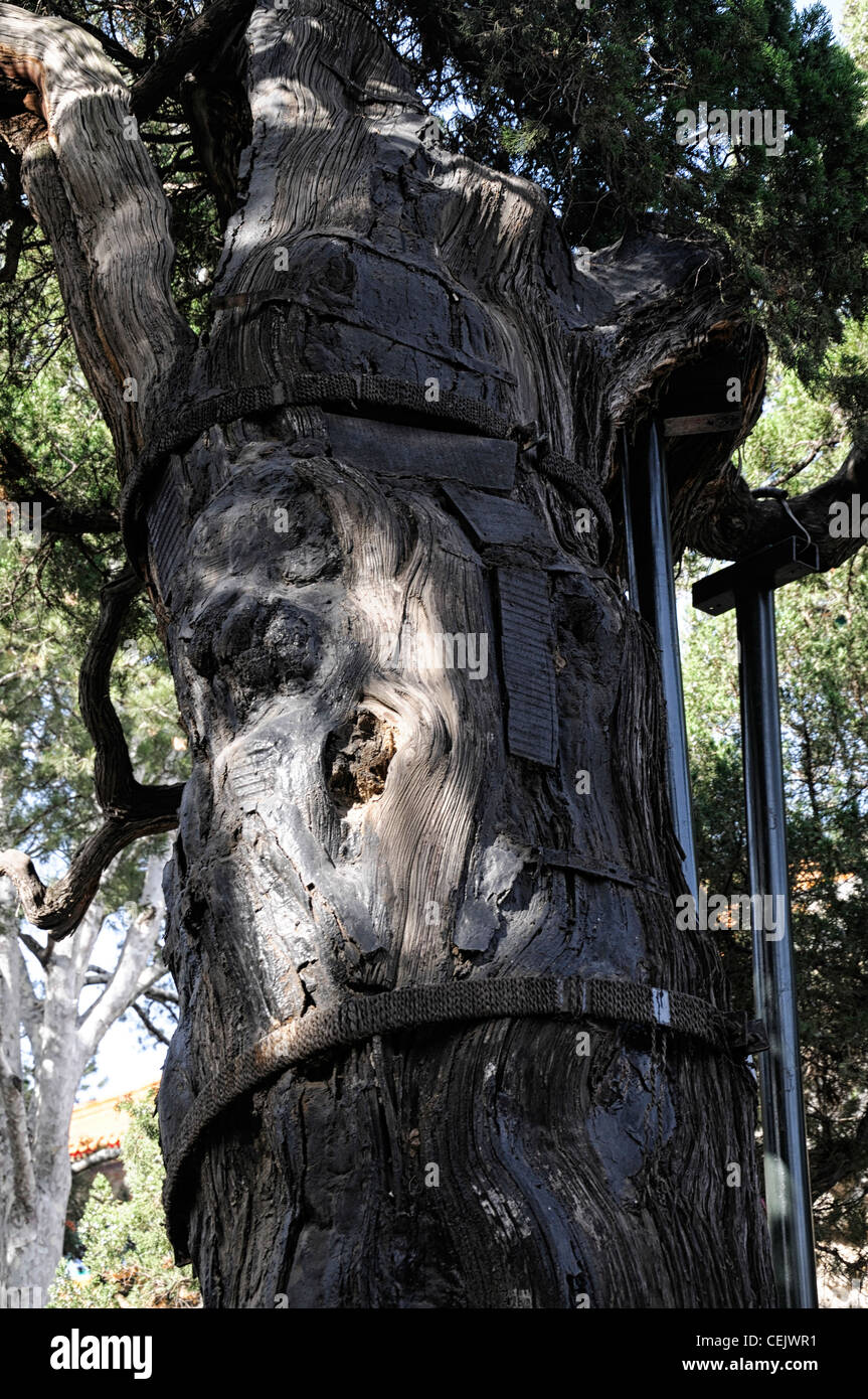 Aufenthalte Bänder stabilisieren Stabilisierung alten alten Zypressen Baum Garten verbotenen Kaiserstadt Peking china Stockfoto