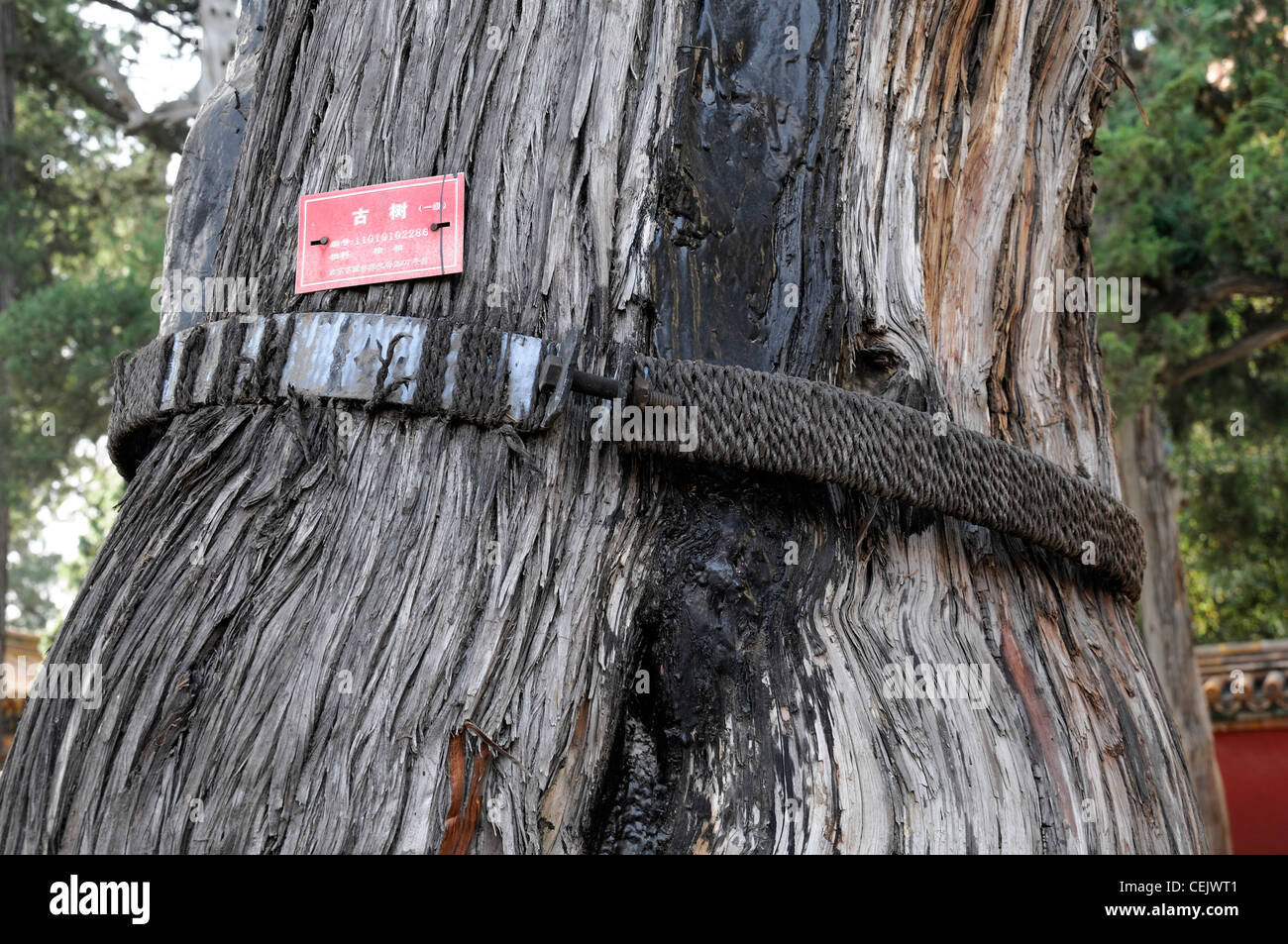 Aufenthalte Band stabilisieren, Stabilisierung der alten alten Zypressen Baum Garten verbotenen Kaiserstadt Peking china Stockfoto