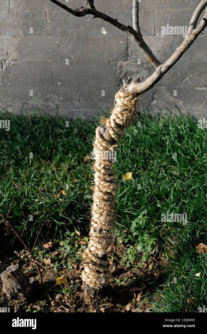 Seil binden Bind schützen Schutz Baumstamm Bäumchen zu verhindern, dass die  Rinde Streifen abziehen Stockfotografie - Alamy