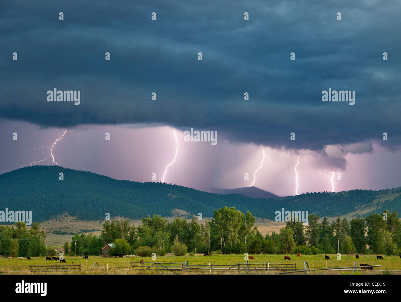 Mehrere Blitze entlang einer Ridgetop produziert von einem starken Gewitter / Jocko-Tal, nahe Arrlee, Montana, USA. Stockfoto