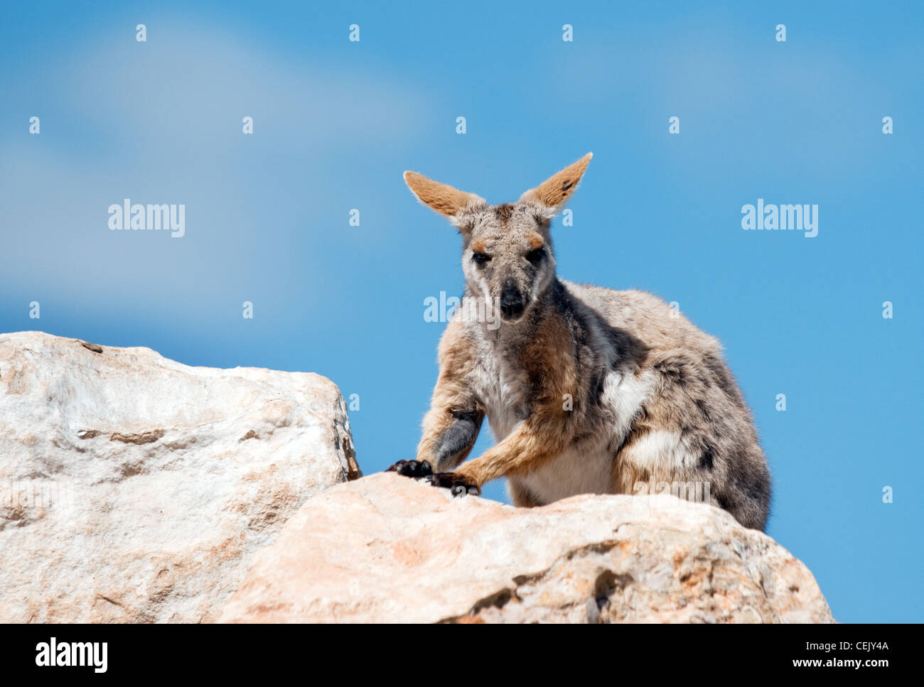 vom Aussterben bedrohte gelb footed Rock Wallaby in freier Wildbahn Stockfoto