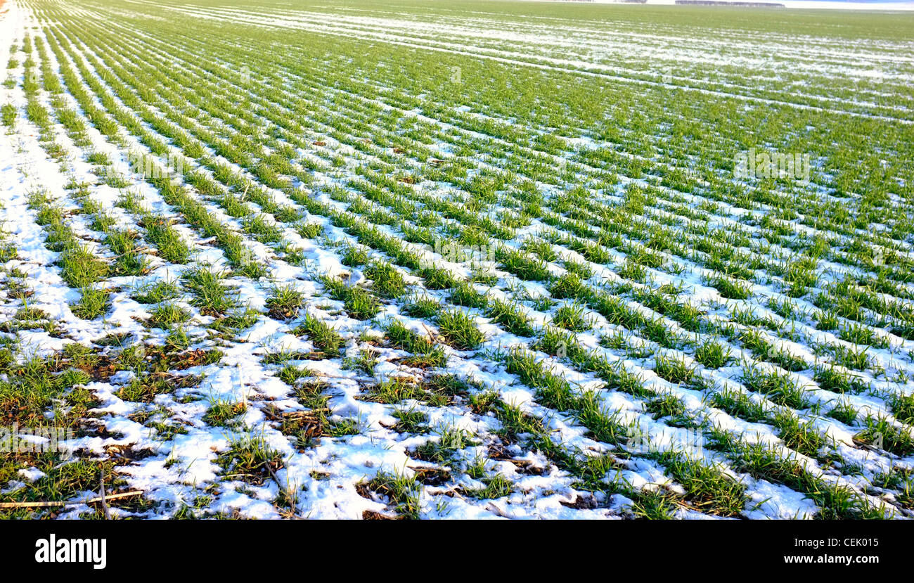 Wintergetreide auf einem Bauernhof Stockfoto