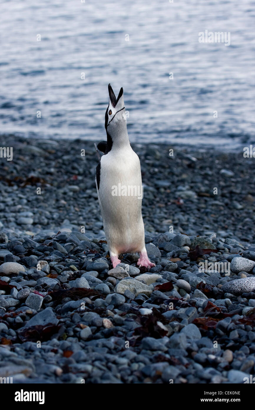 Kinnriemen Pinguin stehen am Strand in der Antarktis Stockfoto