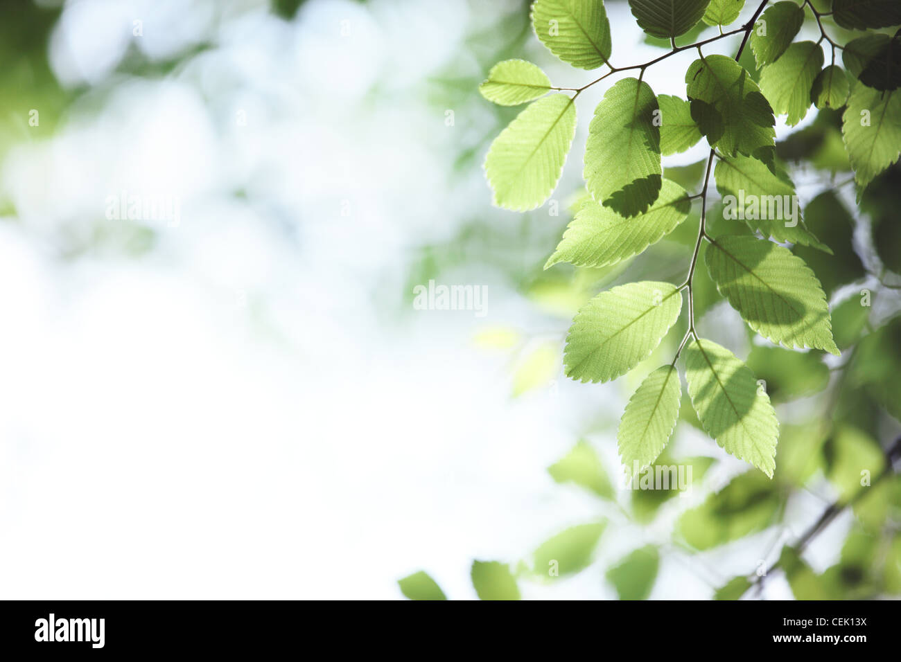 Grüne Blätter für den Einsatz als natürlichen Hintergrund. Stockfoto
