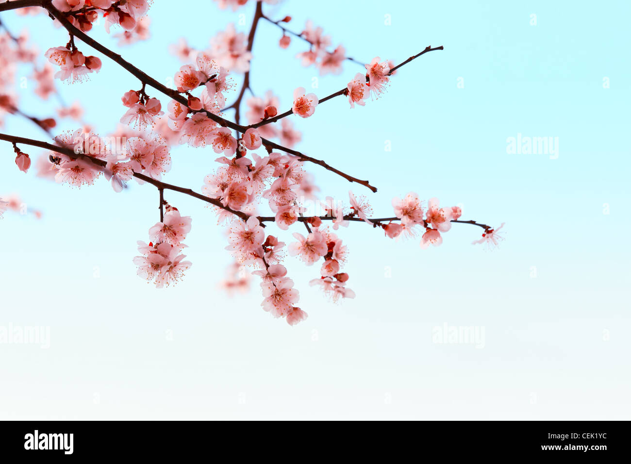 Filiale Pflaumenblüte vor blauem Hintergrund Stockfoto