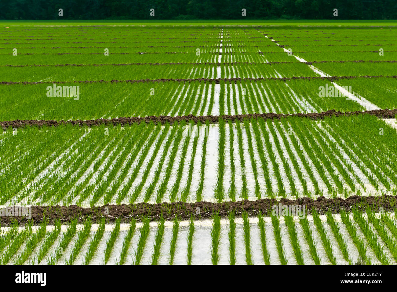 Überfluteten Gebiet der Reis Sämlinge. Überschwemmungen Sämling Reis hilft, um Unkräuter und Gräser Konkurrenz zu kontrollieren / Arkansas, USA. Stockfoto