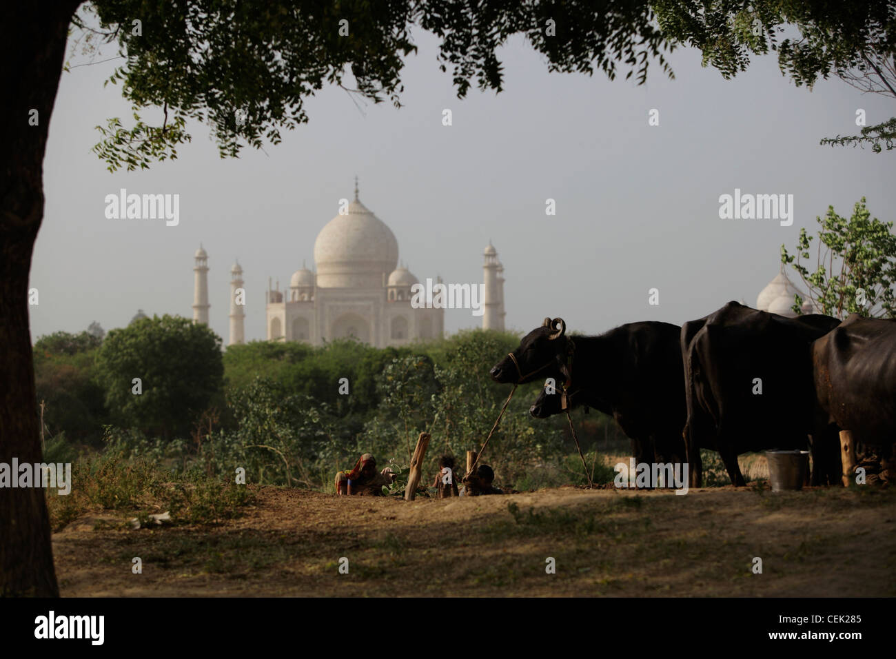 Indische Familie machen Lehmziegeln in der Nähe von Kühen, Taj Mahal im Hintergrund. Agra, Indien Stockfoto