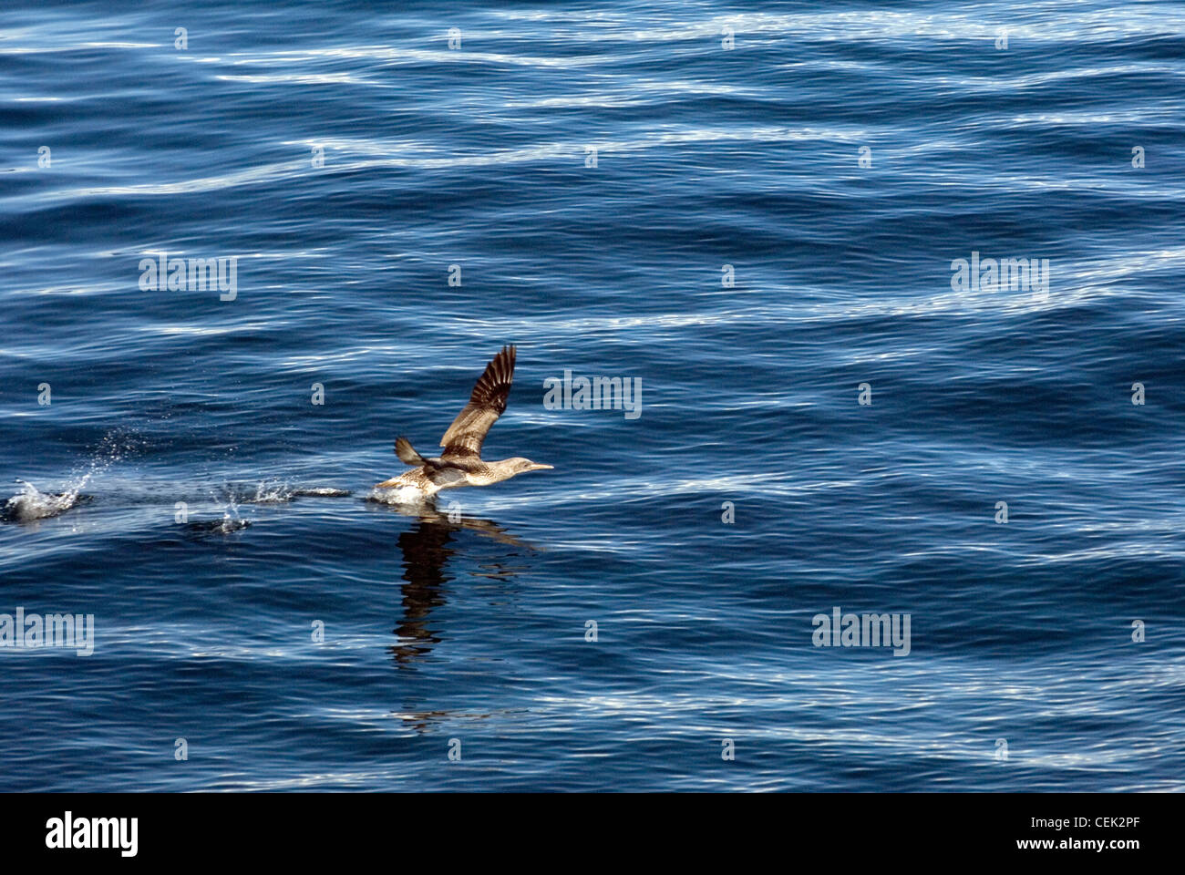 Juvenile Gannet Sula Bassana Vogel Seevogel ergreift die Flucht aus der Oberfläche des Meeres. Häufig in vielen schottischen, UK Küstengebiete Stockfoto