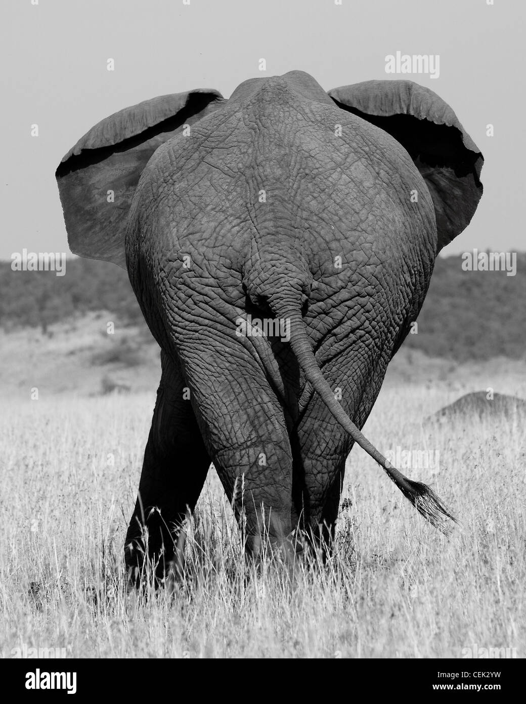 Afrikanischer Elefant in Masai Mara Nationalpark Stockfoto