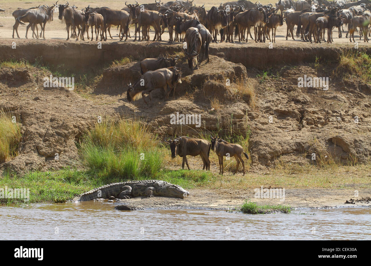 Jährliche Wanderung der Gnus in der Masai Mara, Kenia, Afrika Stockfoto