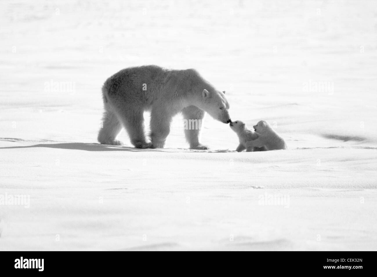 Eisbär (Ursus Maritimus) Mutter mit zwei jungen auf Schnee, Hudson Bay, Manitoba, Kanada Stockfoto