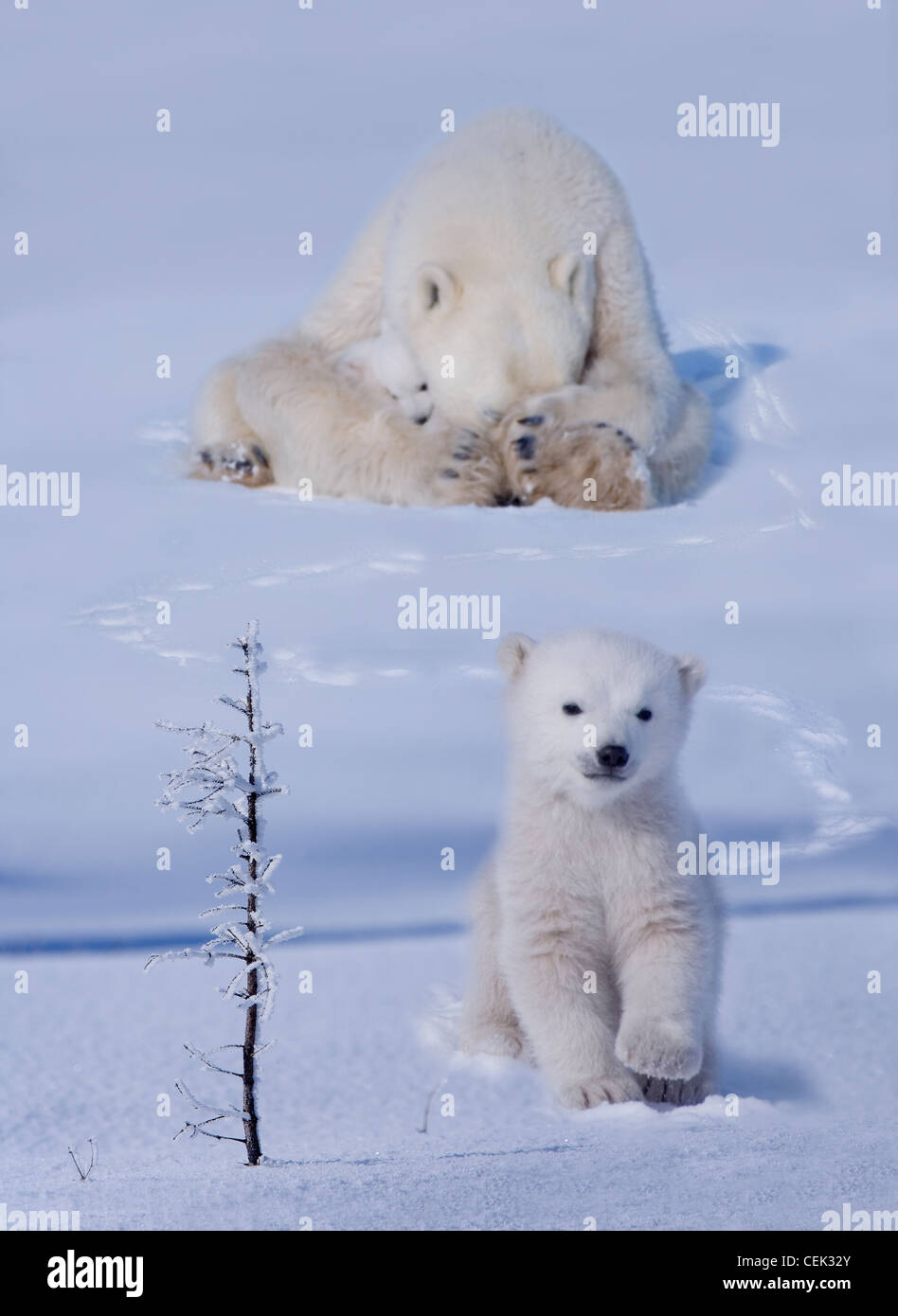 Eisbär (Ursus Maritimus), Jungtier spielen Peek-a-boo mit Mutter auf Schnee, Hudson Bay, Manitoba, Kanada Stockfoto