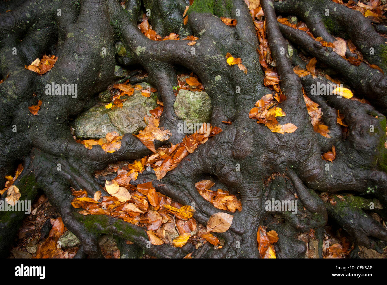 Starke Wurzeln eine alte Buche halten die Erde Stockfotografie Alamy