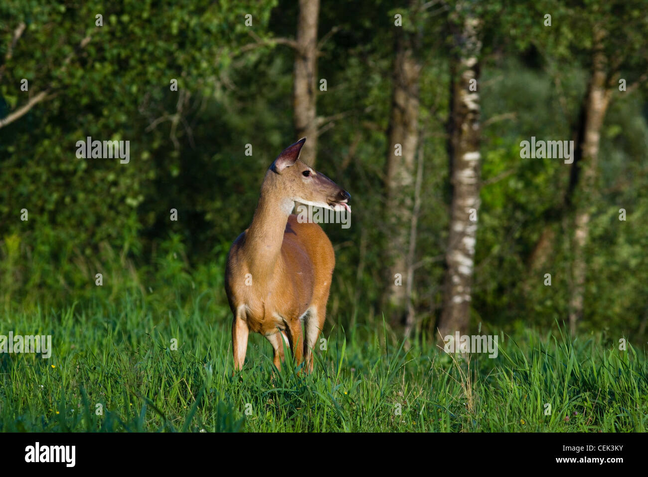 White-tailed Doe ihre Zunge Stockfoto