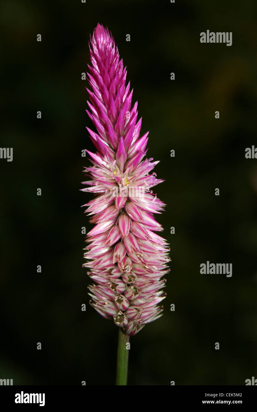 Pink Garden Flower' Plumed Cockscomb' - Celosia argentea, Costa Rica Stockfoto