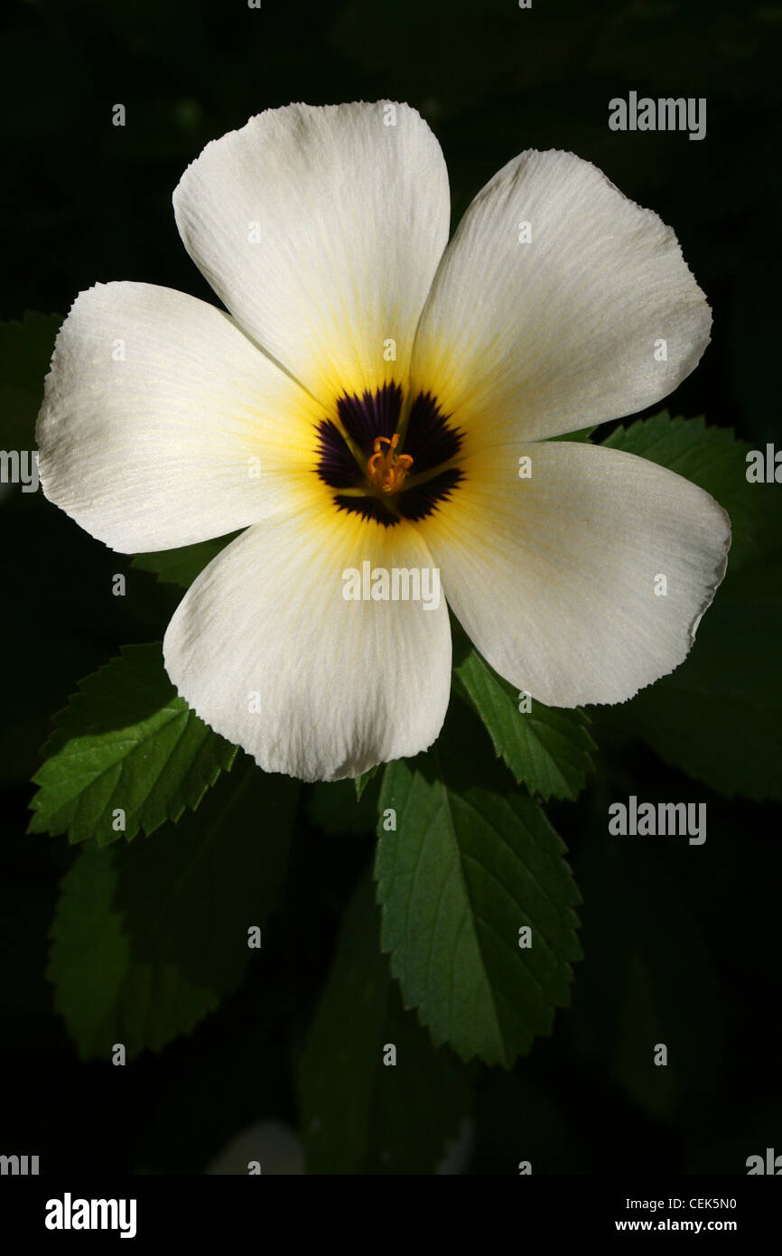 Weißen Costa Rican Garden Flower Stockfoto