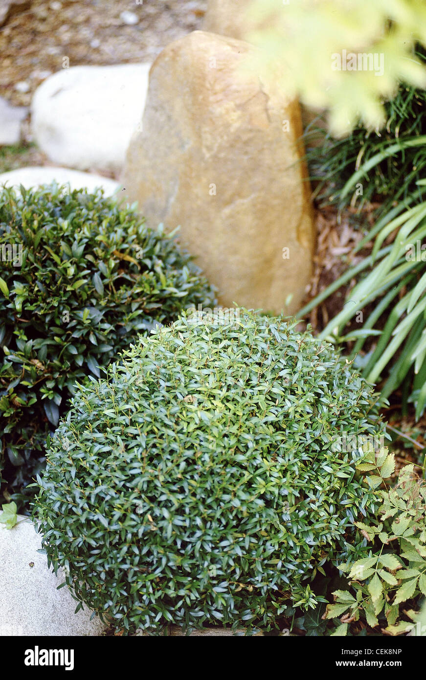 Kleine Garten Zwei Kugel Geformt Busche Zwischen Weissen Und