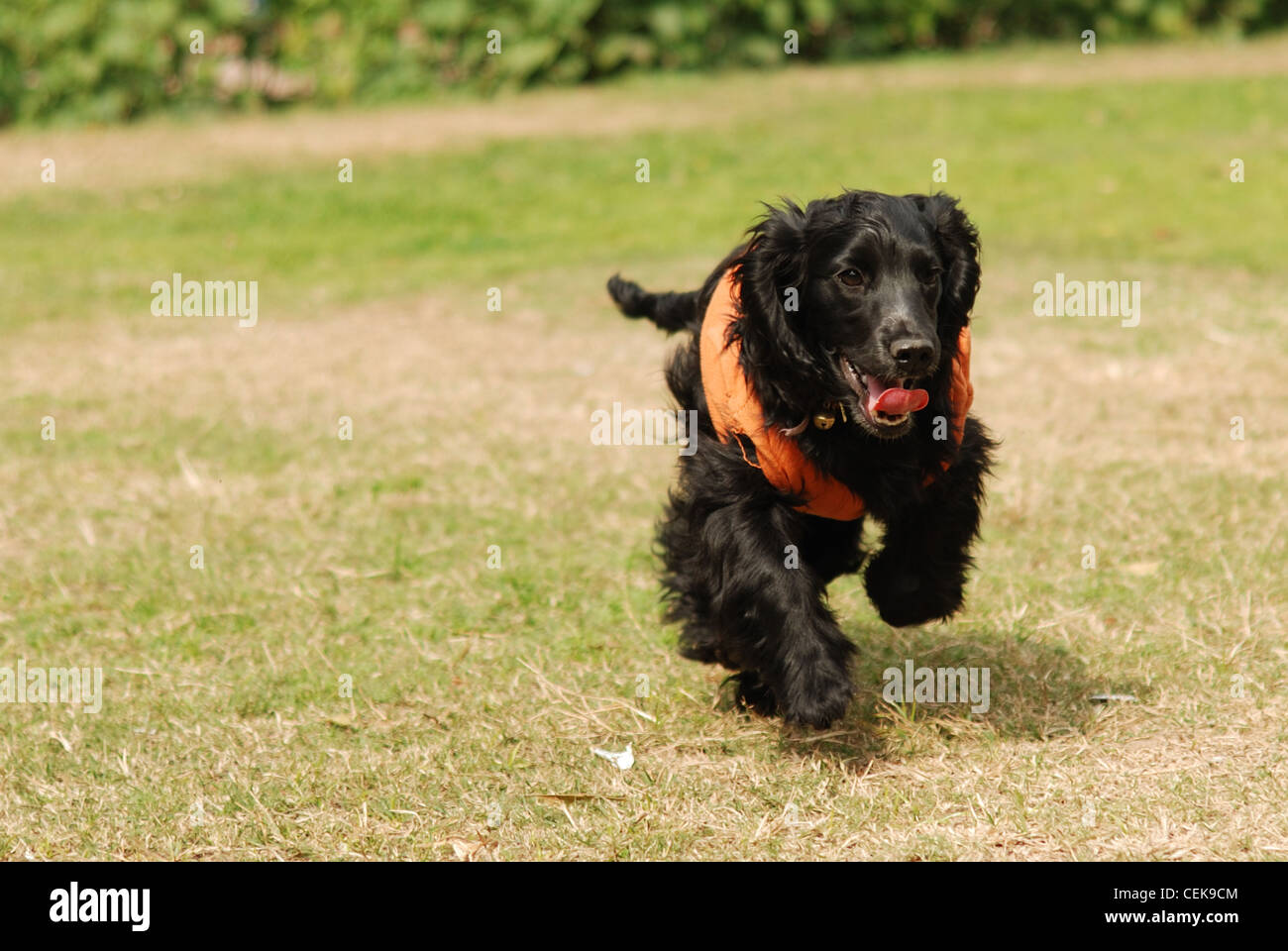 Umgebenden Energie - ein English Cocker Spaniel Welpen genießen die frische Luft und ihre Freiheit Stockfoto