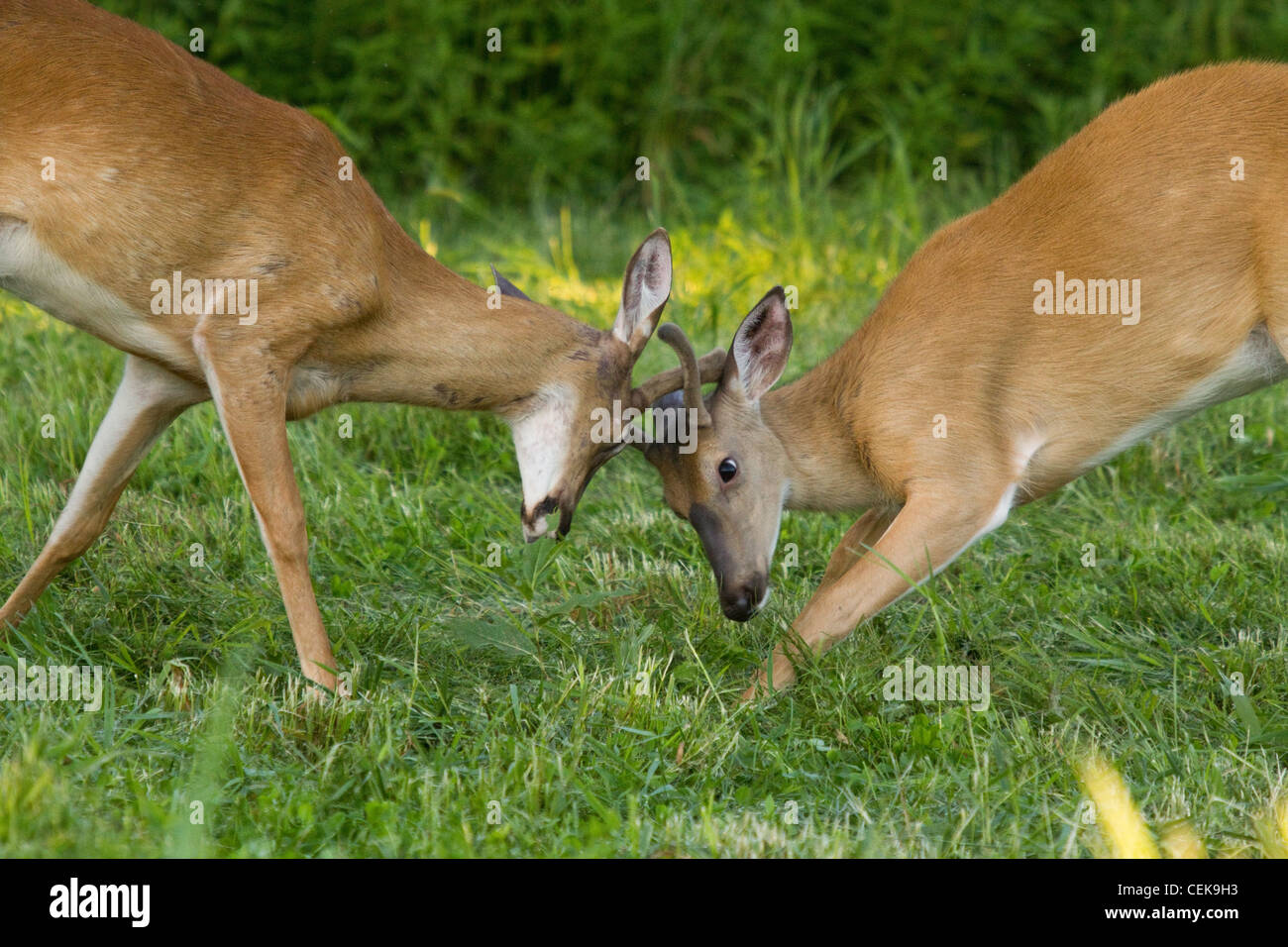 White-tailed Böcke mit Geweih aus samt Stockfoto