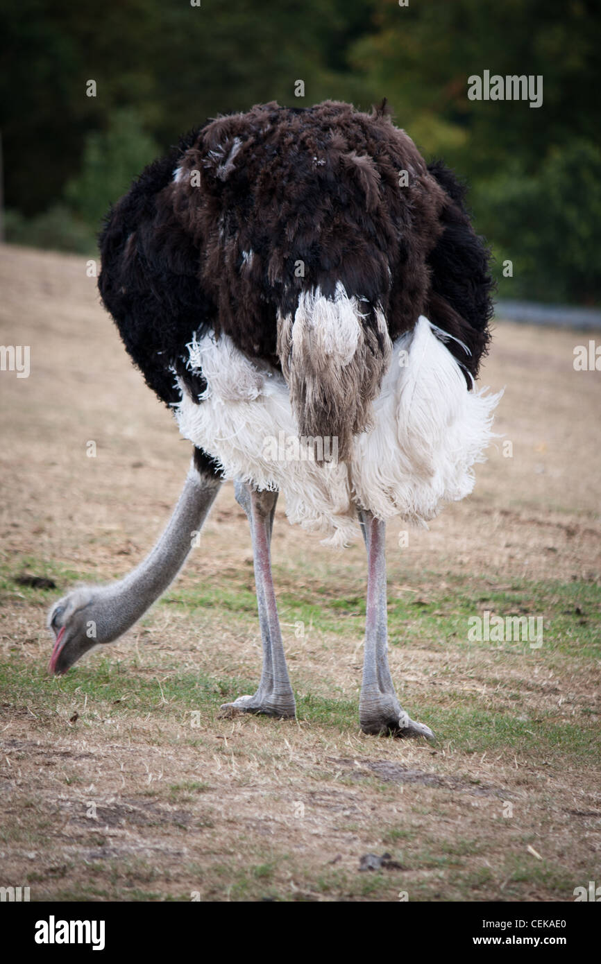 Ein emu Strauß bei einem Safaripark Zoo Fütterung Essen Rasen in einem lokalen Reserve-Bereich Stockfoto