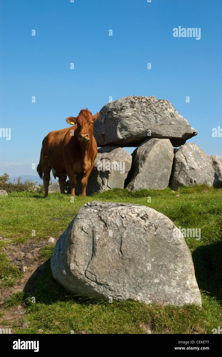 Kuh stehend neben ein dolmen Stockfoto