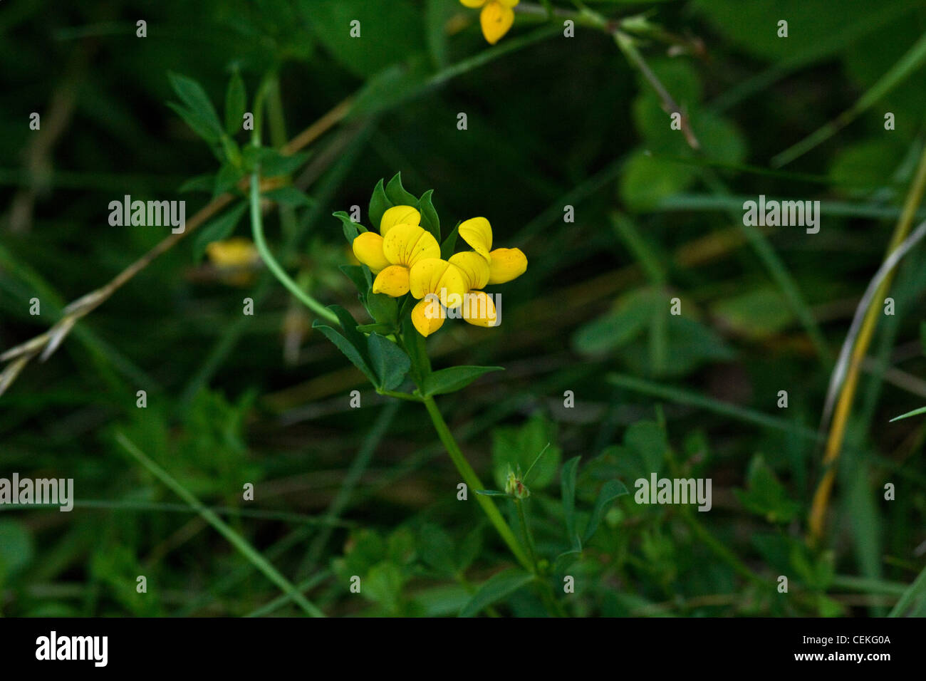 Birdsfoot Kleeblatt Stockfoto