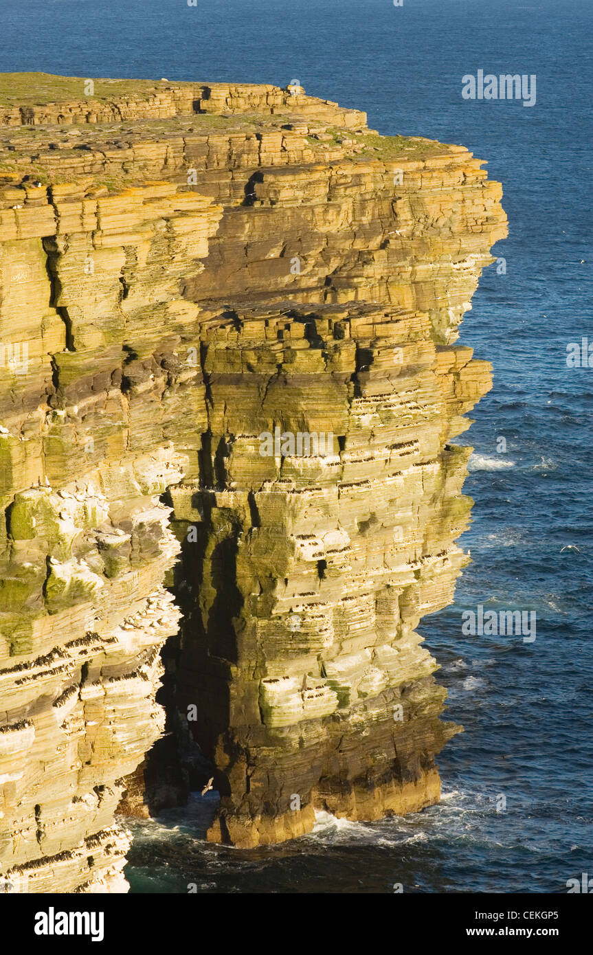 Noupe Head Seevogel Klippen auf der Insel Westray, Orkney Inseln, Schottland. Stockfoto