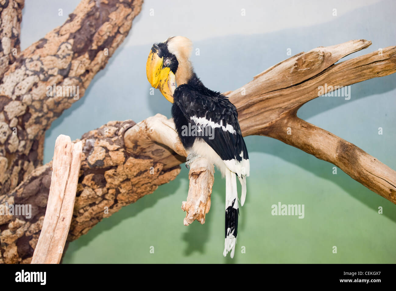 New York City, Bronx Zoo, großes Hornbill Art Vogel Stockfoto