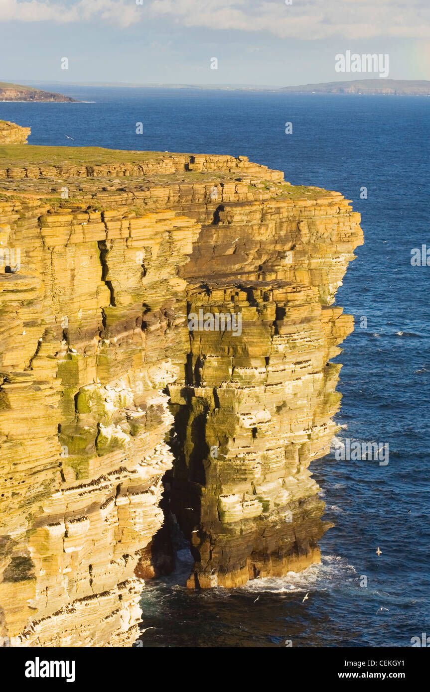 Noupe Head Seevogel Klippen auf der Insel Westray, Orkney Inseln, Schottland. Stockfoto