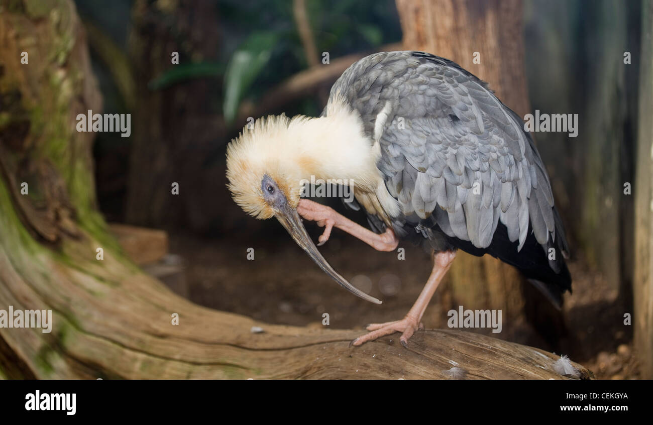 New York City, Bronx Zoo, Buff-necked Ibis (Theristicus Caudatus) Stockfoto