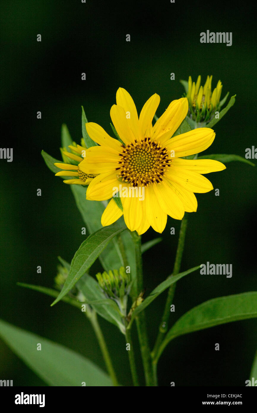 Riesen-Sonnenblume Stockfoto