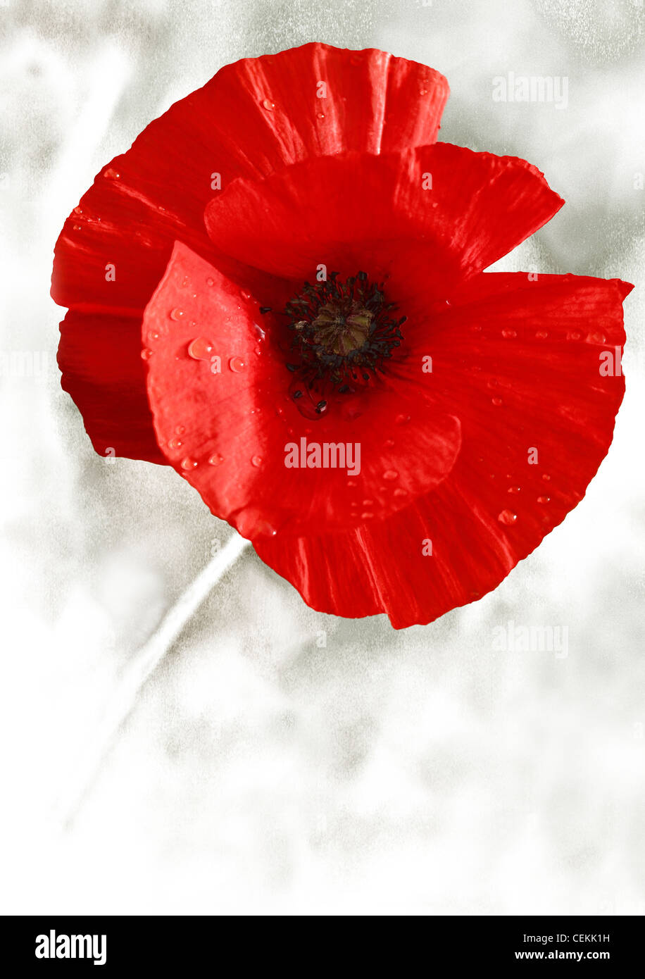 Eine einzelne Mohnblume mit Regen auf den Blütenblättern. Erinnerung-Mohn Stockfoto