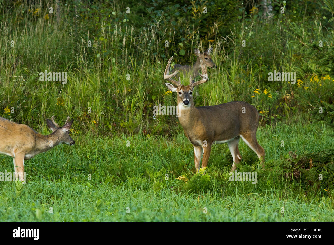 White-tailed Böcke in samt Stockfoto