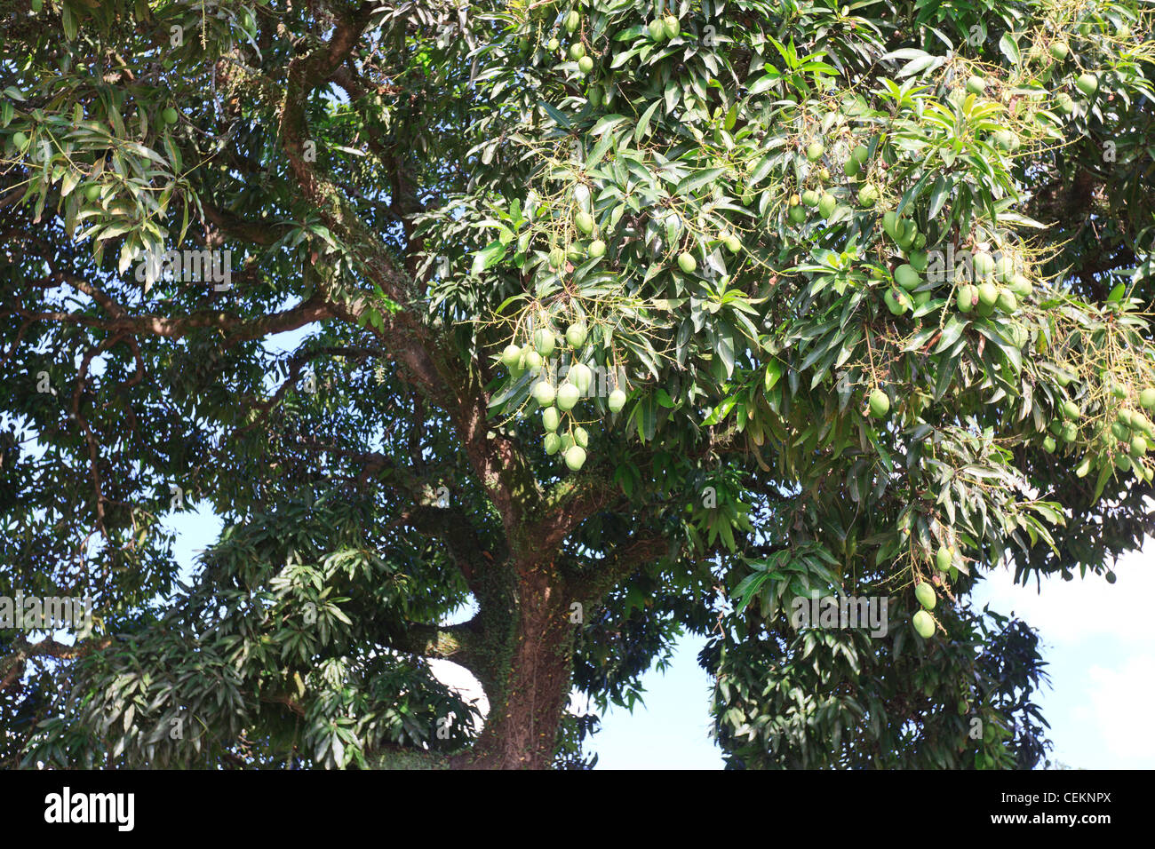 Mango Tree, Joao Pessoa Paraiba, Brasilien, Brasil Stockfoto