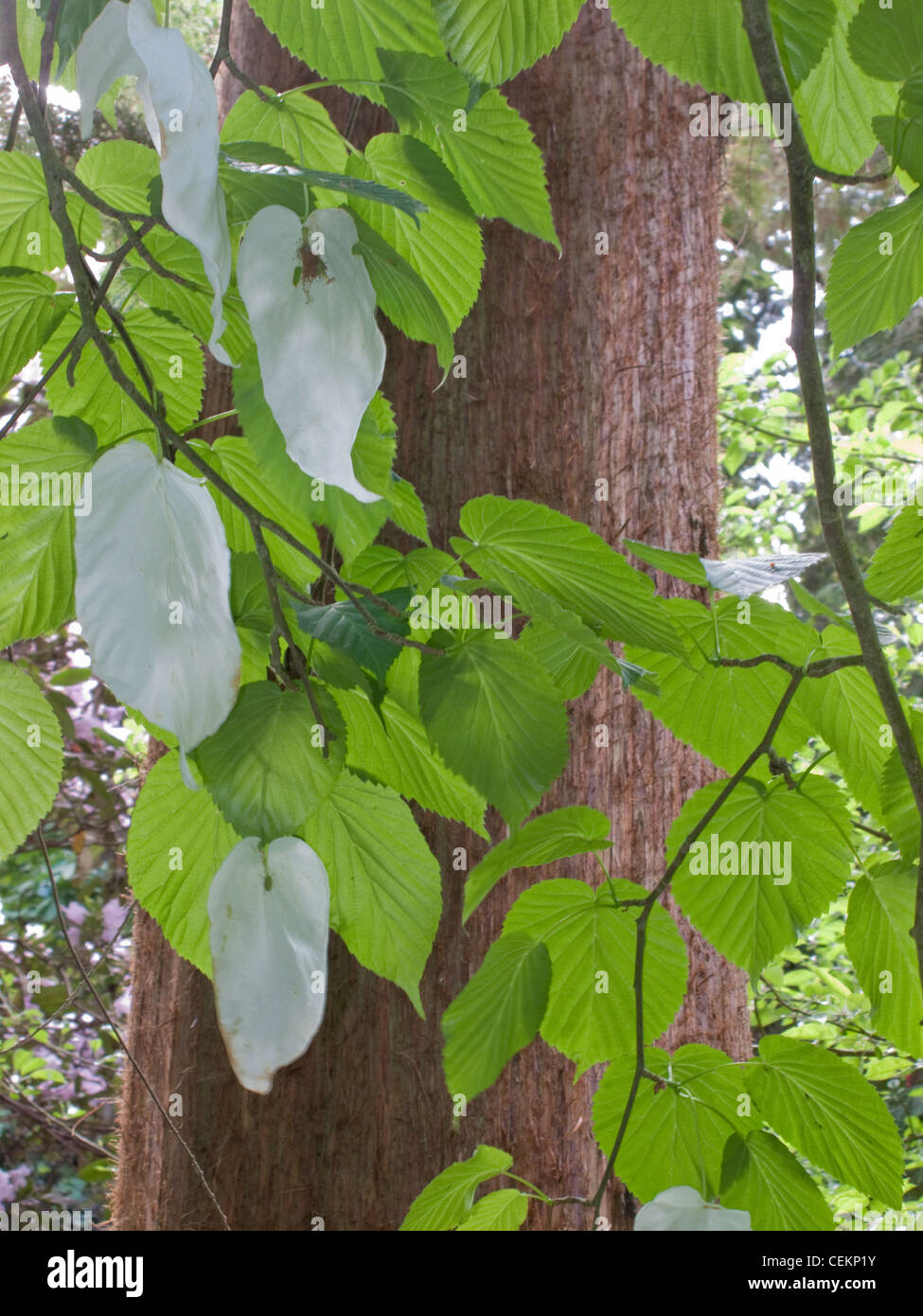 Garten A Blüte Davidia Involucrata (Taschentuch-Baum), in den Wäldern (Warren Wood) in Borde Hill den Baum fiel Stockfoto