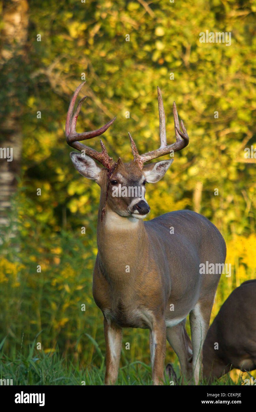 White-tailed Buck - vor kurzem Schuppen samt aus seinem Geweih Stockfoto