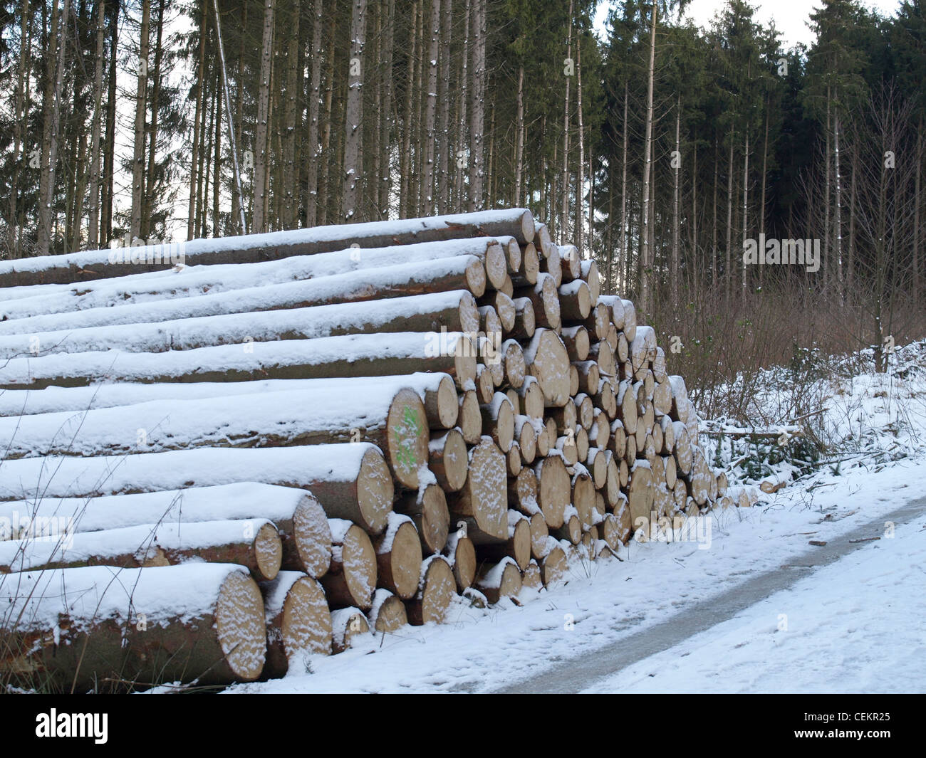Holzhof - verschneiten Schnitt meldet sich im Holz / Holzlager - Verschneite, Gefällte Baumstämme Im Wald Stockfoto