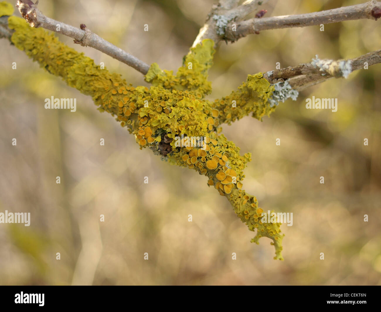 gemeinsamen orangefarbenen Flechten, gelbe Skala, Ufer Flechten / Xanthoria Parietina / Gewöhnliche Gelbflechte Stockfoto