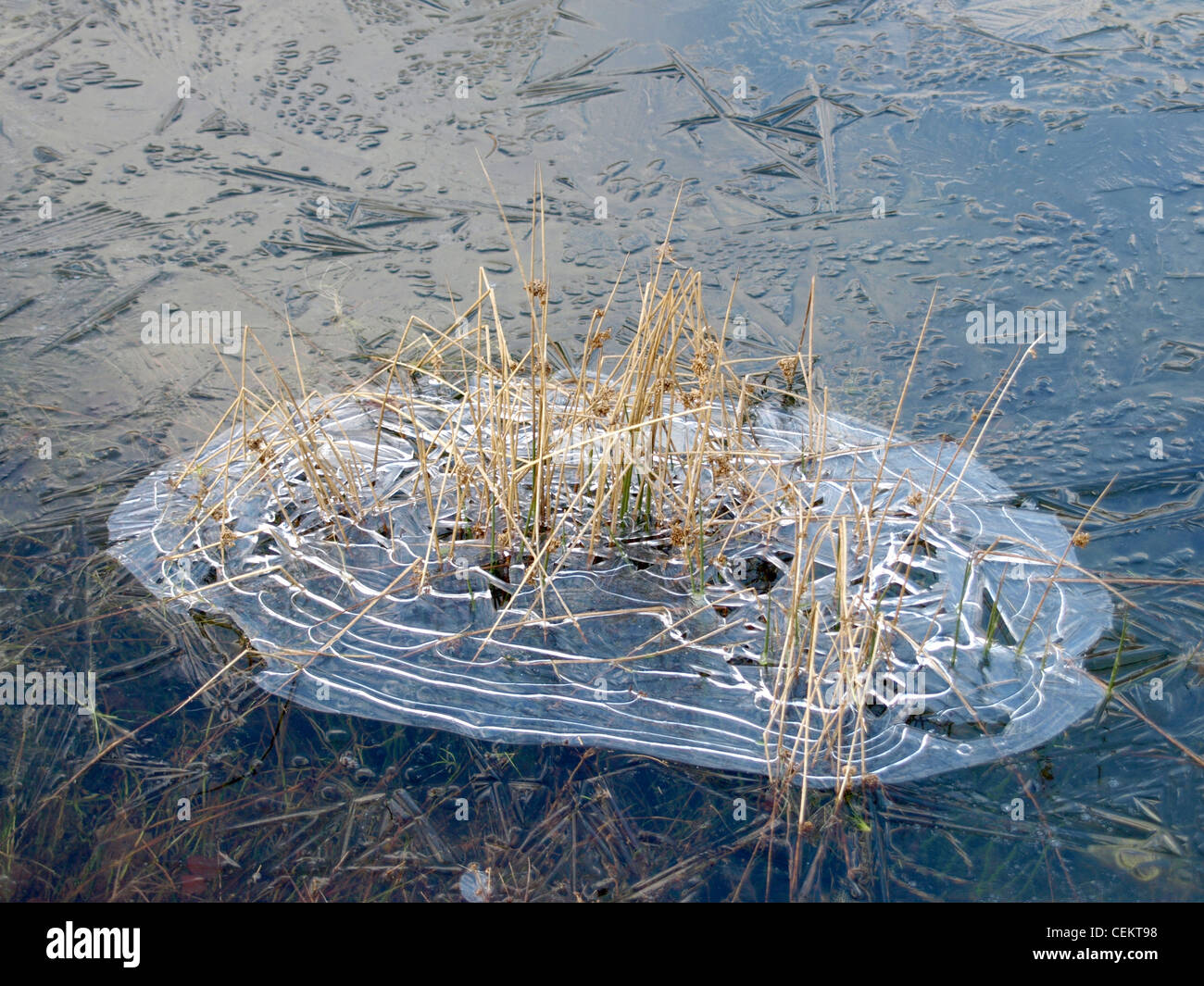 lange in einem mattierten See Rasen / Langes Gras in Einem Gefrorenen See Stockfoto