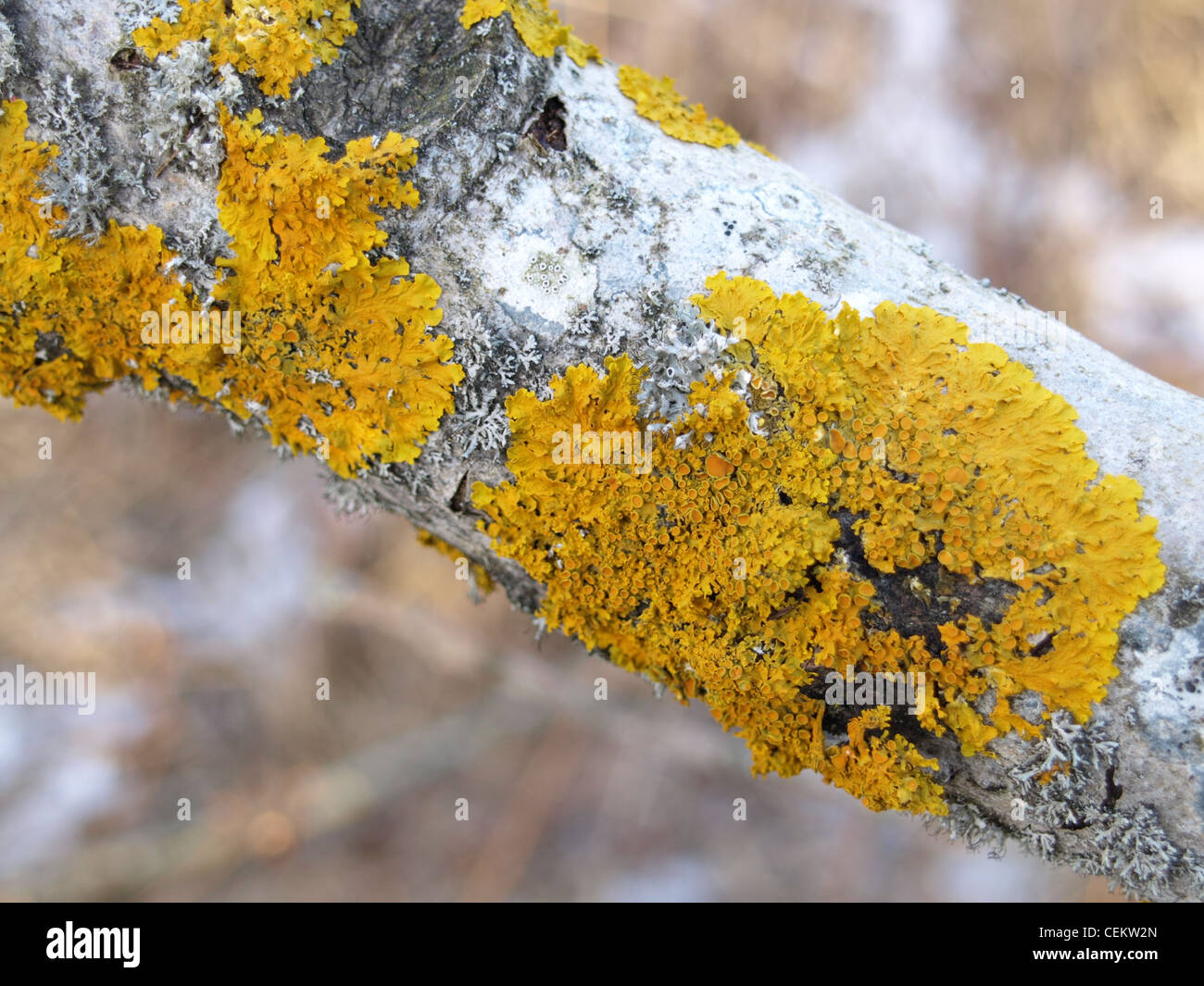 gemeinsamen orangefarbenen Flechten, gelbe Skala, Ufer Flechten / Xanthoria Parietina / Gewöhnliche Gelbflechte Stockfoto